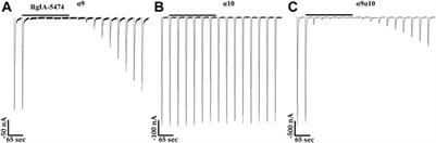 Alkaloid ligands enable function of homomeric human α10 nicotinic acetylcholine receptors